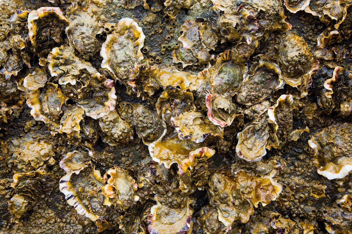 japanse oester